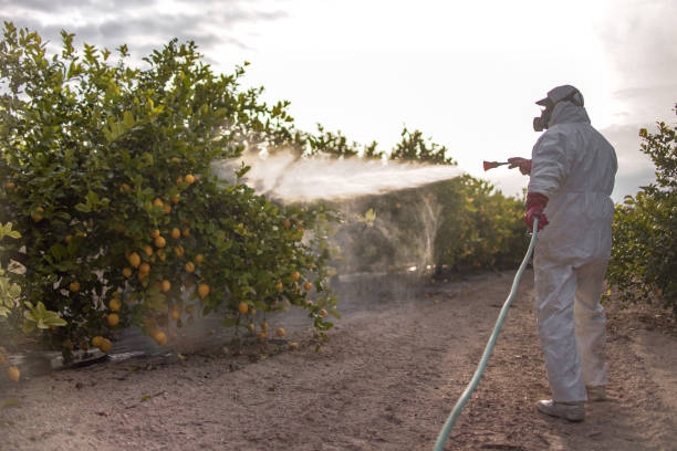 Best Termite Control Services  in West Hurley, NY