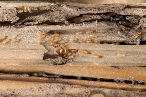 Best Local Pest Control Services  in West Hurley, NY